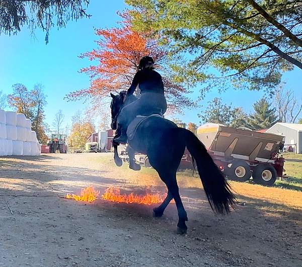 gentle-friesian-horse