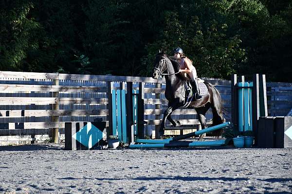 driving-friesian-horse