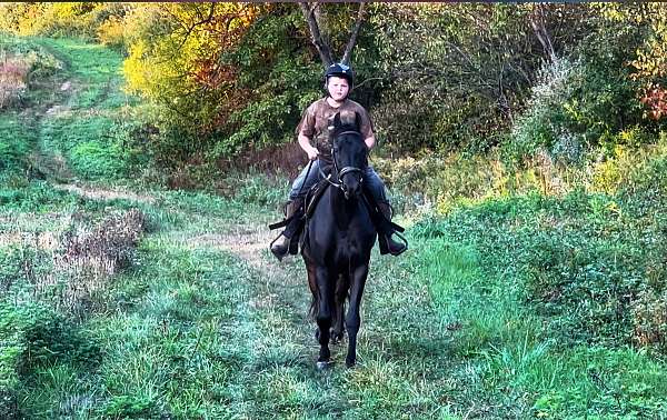 eventing-friesian-horse