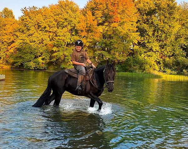 vaulting-friesian-horse