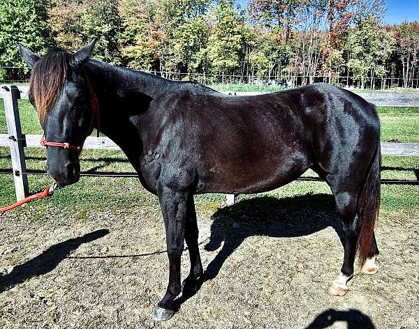 flashy-morgan-horse