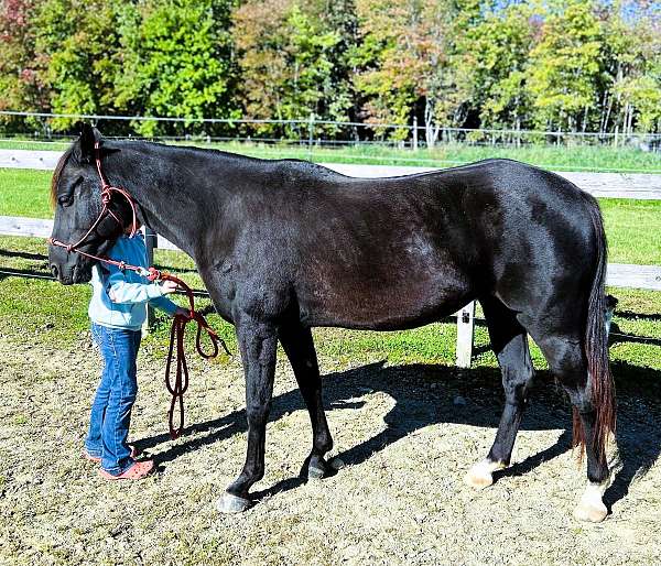 family-morgan-horse