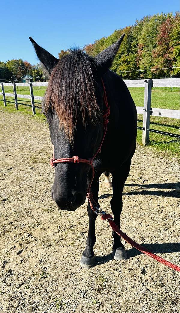 trail-morgan-horse