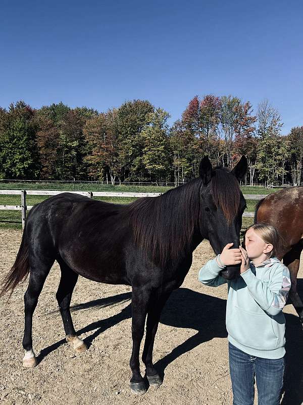 husband-safe-morgan-horse