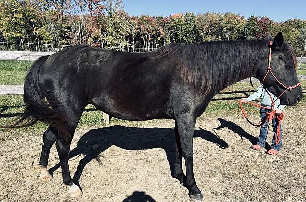 all-around-morgan-horse