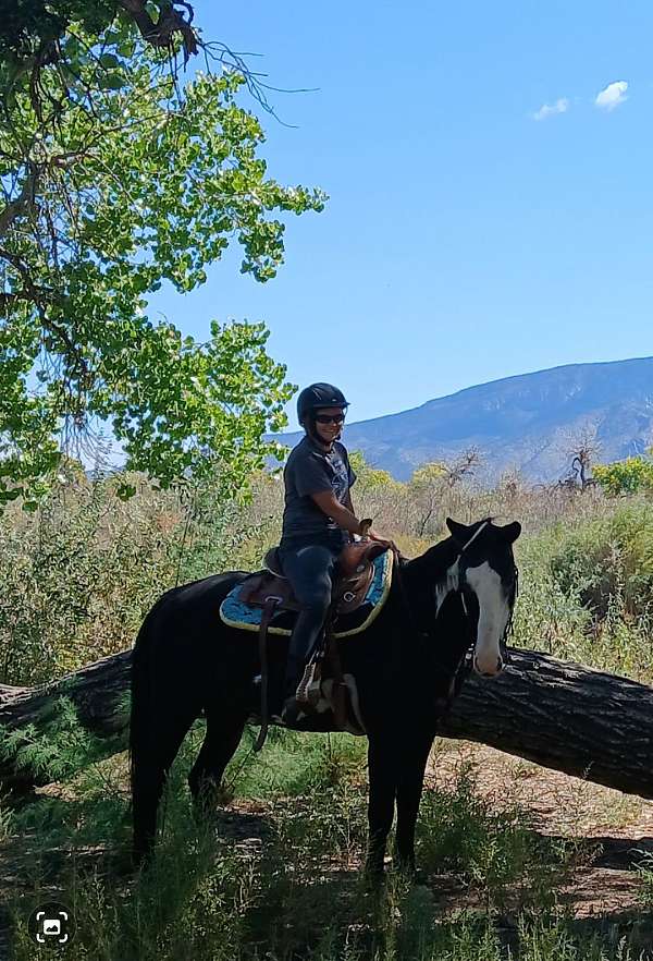 pinto-gelding