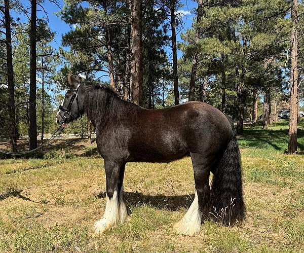 colorado-gypsy-vanner-pony