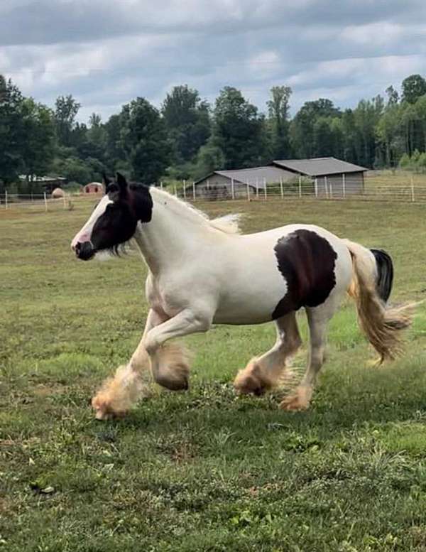 pearl-tobiano-horse