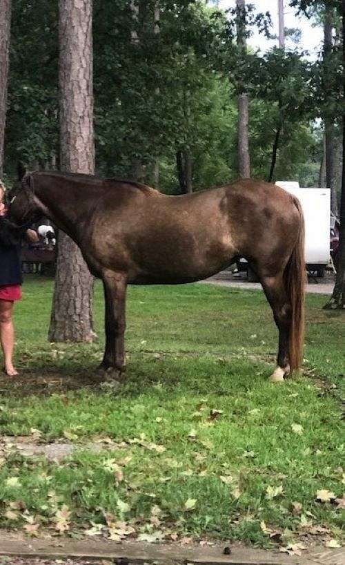 white-left-foot-horse