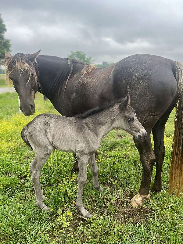 blonde-manetail-horse