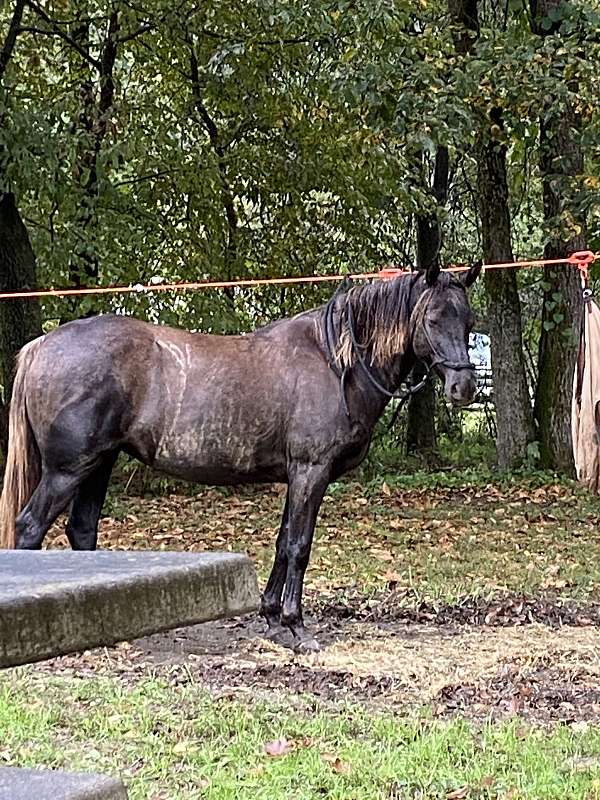 baths-rocky-mountain-horse