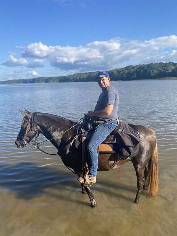 confident-rocky-mountain-horse