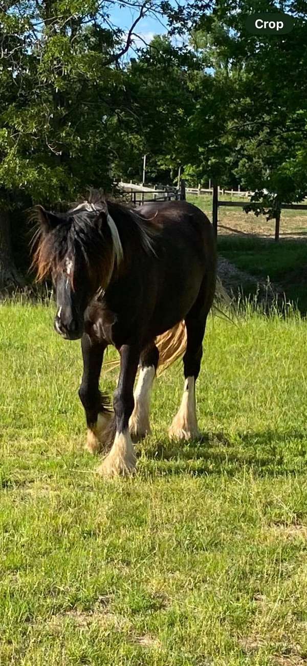 filly-gypsy-vanner-pony