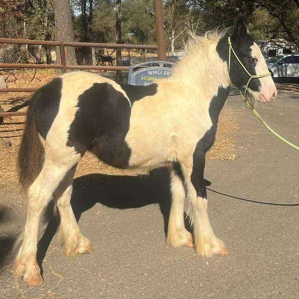 tobiano-horse