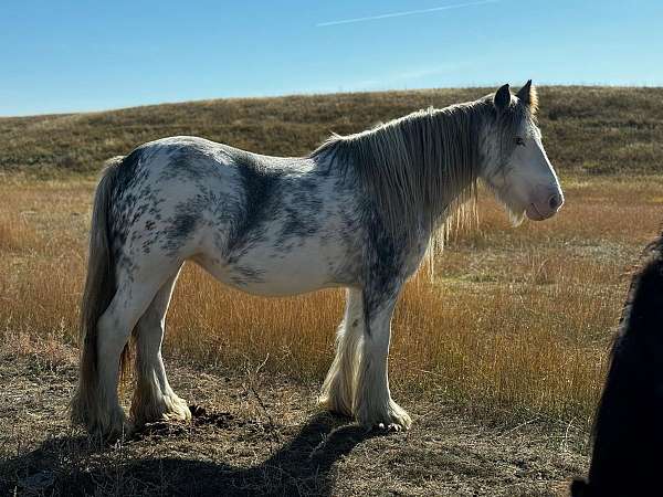 sabino-horse