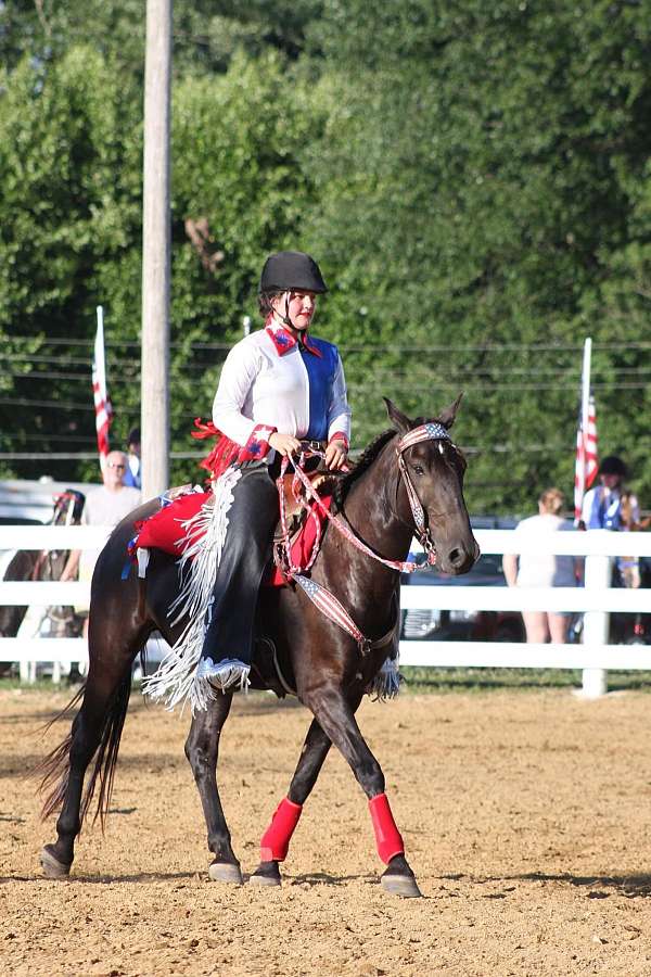 mustang-gelding