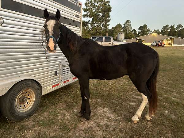 spotted-saddle-gelding