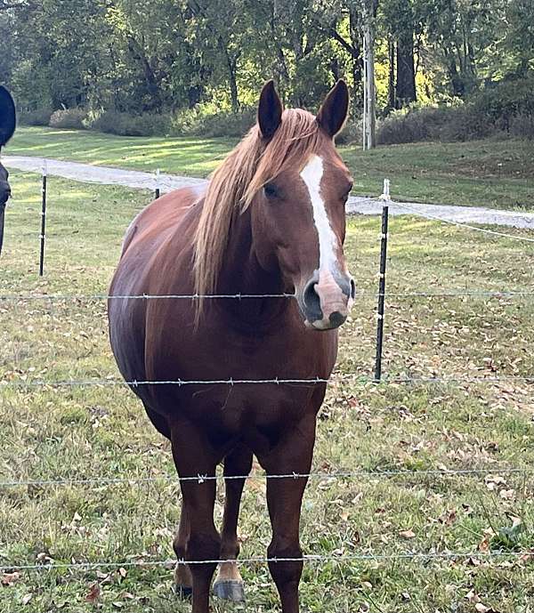 blaze-on-face-horse