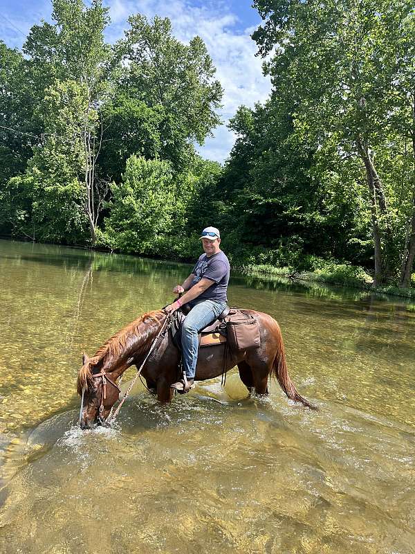 aqha-quarter-horse