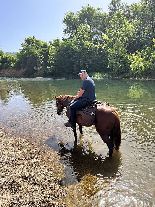 aqua-quarter-horse