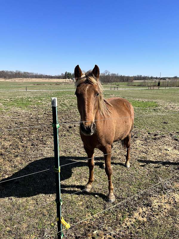 callie-kentucky-mountain-horse