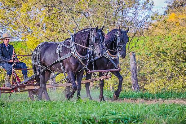 workin-friesian-horse