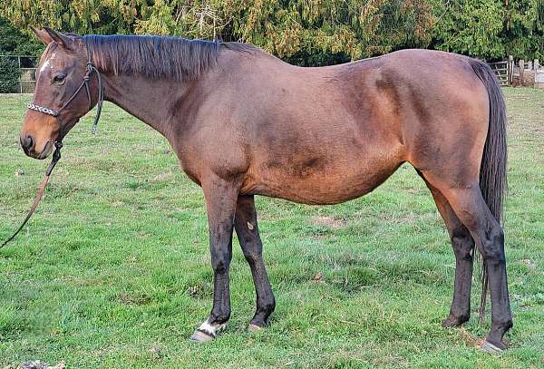 black-racing-stallion-horse