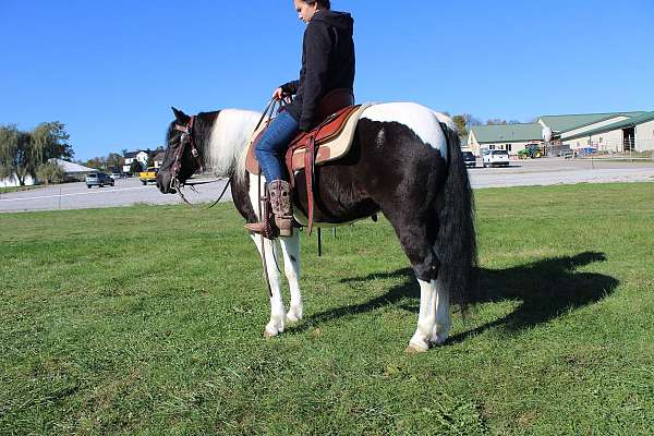 half-white-half-black-horse