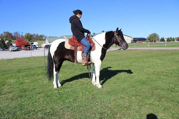 pinto-half-white-half-black-horse