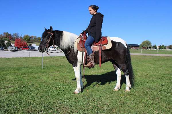 husband-safe-paint-horse