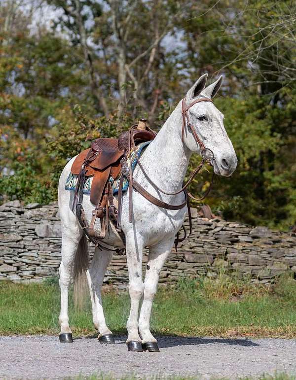 mule-quarter-horse