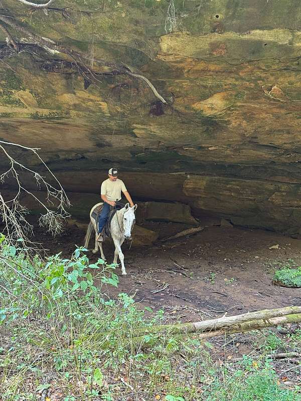 trail-quarter-horse