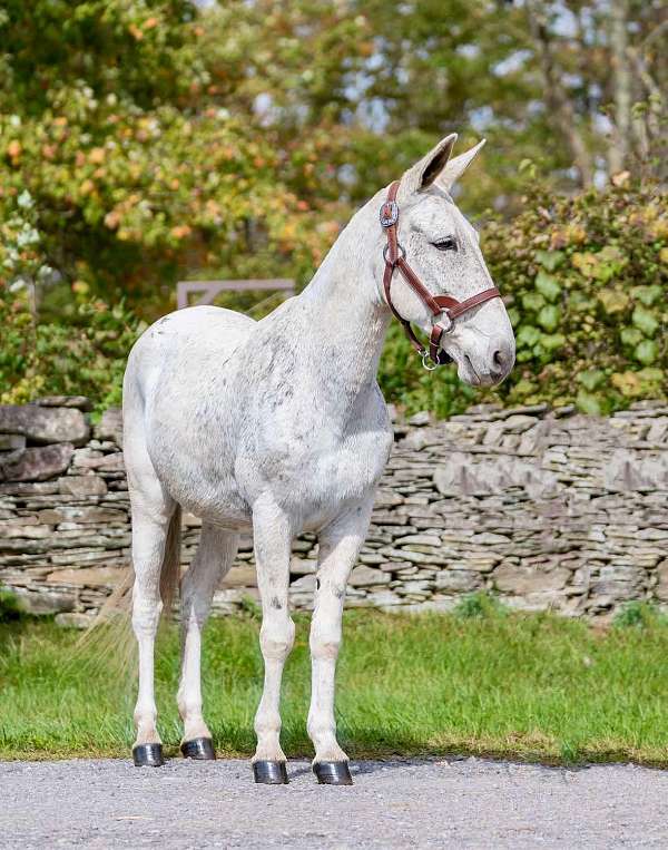 beginner-quarter-horse