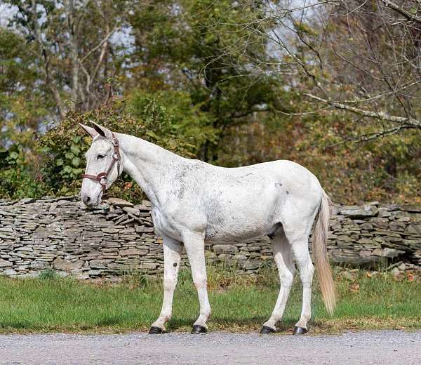 flashy-quarter-horse