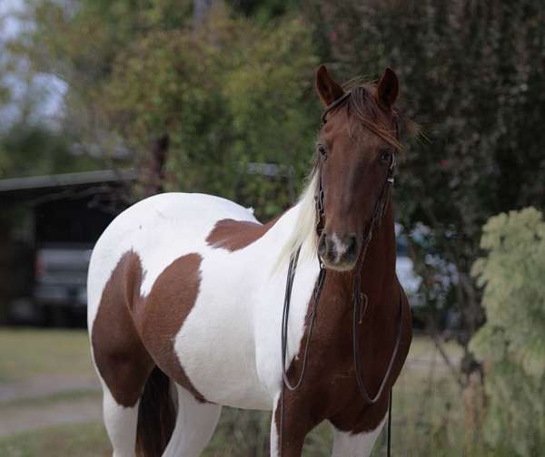 quarter-pony