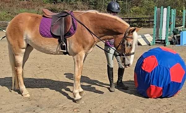 adult-amateur-haflinger-pony