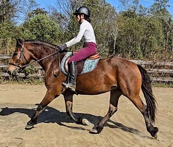 barn-friesian-pony