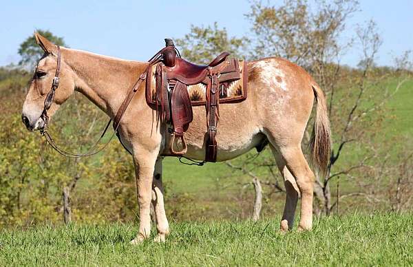 sorrel-blanket-horse