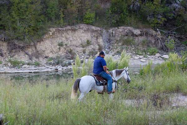 beginner-safe-quarter-horse