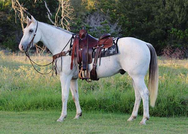 athletic-quarter-horse