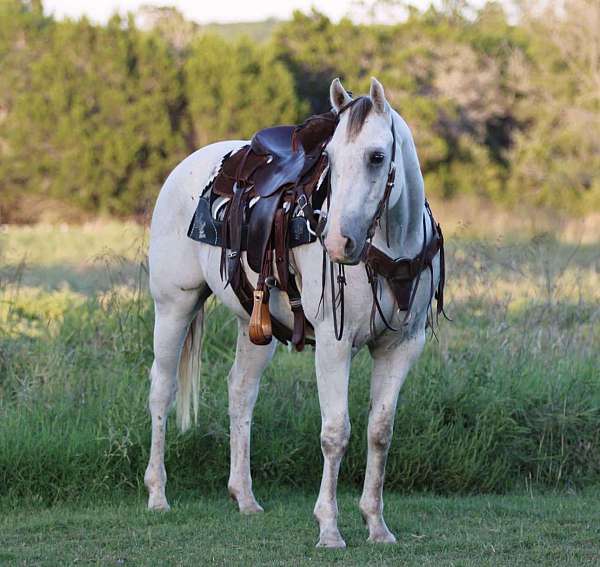 family-horse-quarter