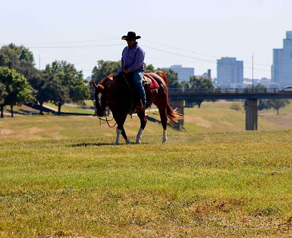 beginner-safe-quarter-horse