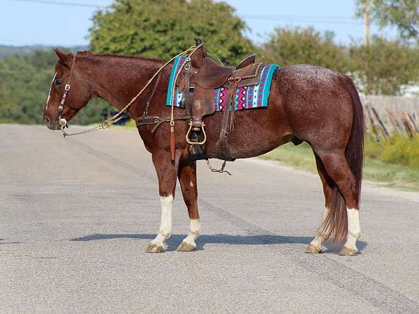 ranch-work-quarter-horse