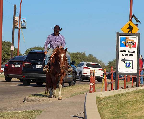 trail-quarter-horse