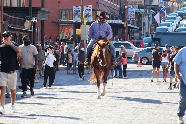 athletic-quarter-horse