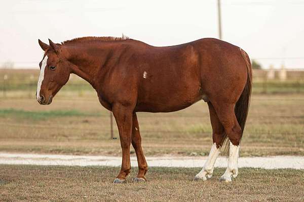 chestnut-none-horse