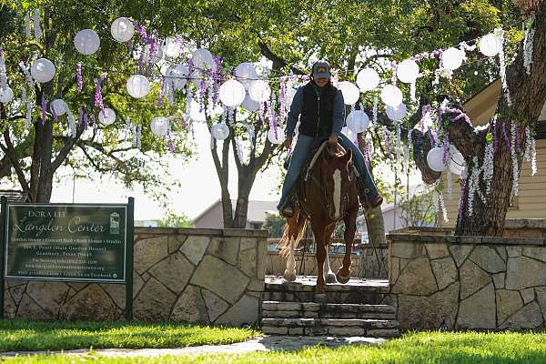 ranch-work-quarter-horse