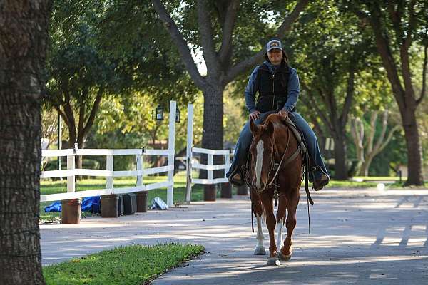 beginner-safe-quarter-horse