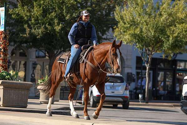 all-around-quarter-horse