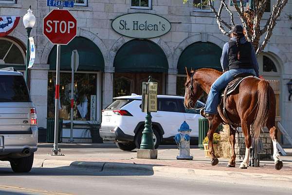 athletic-quarter-horse